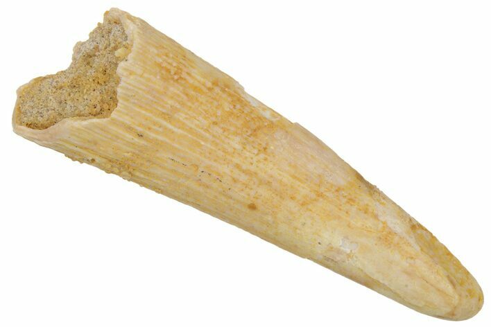 Fossil Pterosaur (Siroccopteryx) Tooth - Morocco #216967